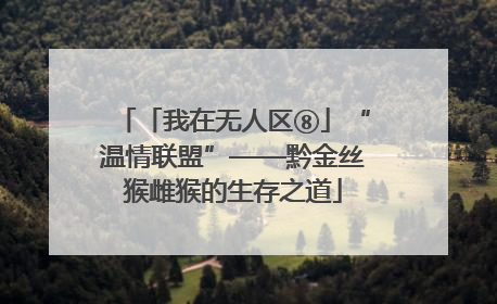 「我在无人区⑧」“温情联盟”——黔金丝猴雌猴的生存之道