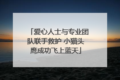 爱心人士与专业团队联手救护 小猫头鹰成功飞上蓝天