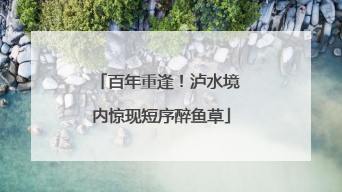 百年重逢！泸水境内惊现短序醉鱼草