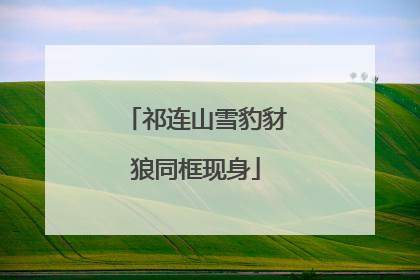 祁连山雪豹豺狼同框现身