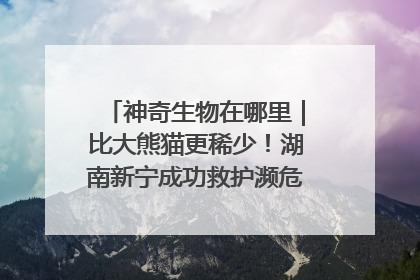 神奇生物在哪里｜比大熊猫更稀少！湖南新宁成功救护濒危鸟类海南鳽