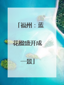 福州：蓝花楹盛开成一景