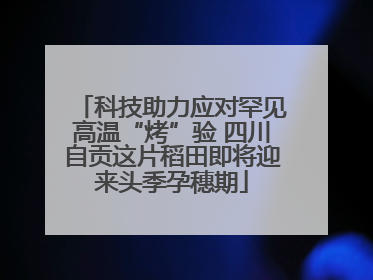 科技助力应对罕见高温“烤”验 四川自贡这片稻田即将迎来头季孕穗期