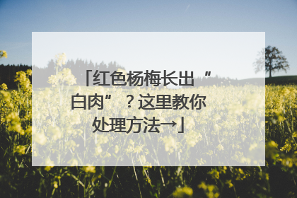 红色杨梅长出“白肉”？这里教你处理方法→