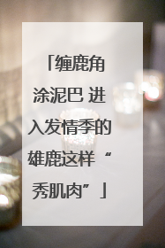 缠鹿角 涂泥巴 进入发情季的雄鹿这样“秀肌肉”