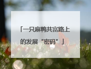 一只麻鸭共富路上的发展“密码”