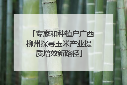 专家和种植户广西柳州探寻玉米产业提质增效新路径
