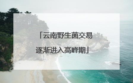 云南野生菌交易逐渐进入高峰期