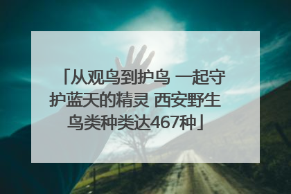从观鸟到护鸟 一起守护蓝天的精灵 西安野生鸟类种类达467种