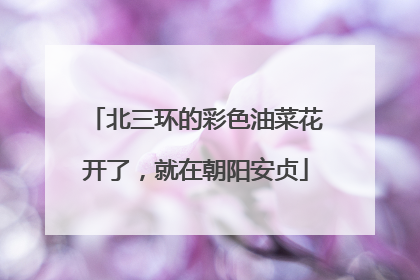 北三环的彩色油菜花开了，就在朝阳安贞