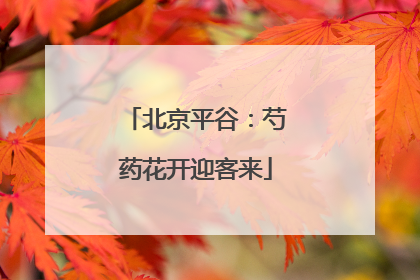 北京平谷：芍药花开迎客来