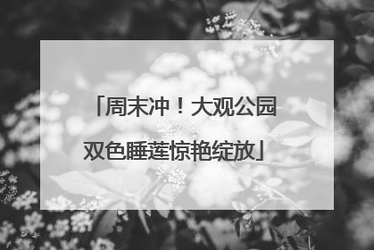 周末冲！大观公园双色睡莲惊艳绽放
