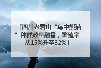 四川老君山“鸟中熊猫”种群数量翻番，繁殖率从15%升至32%