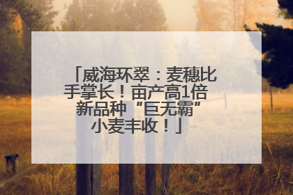 威海环翠：麦穗比手掌长！亩产高1倍 新品种“巨无霸”小麦丰收！