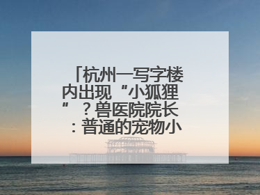 杭州一写字楼内出现“小狐狸”？兽医院院长：普通的宠物小狗，像狐狸犬