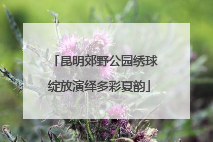 昆明郊野公园绣球绽放演绎多彩夏韵