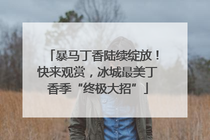 暴马丁香陆续绽放！快来观赏，冰城最美丁香季“终极大招”