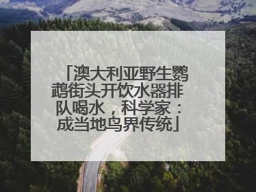 澳大利亚野生鹦鹉街头开饮水器排队喝水，科学家：成当地鸟界传统