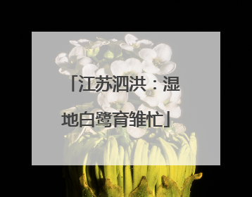 江苏泗洪：湿地白鹭育雏忙