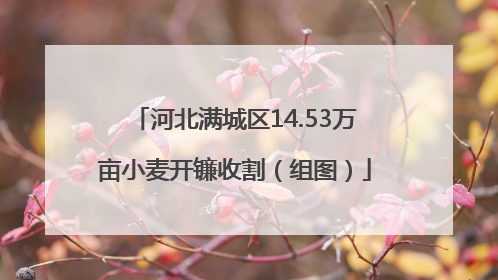 河北满城区14.53万亩小麦开镰收割（组图）
