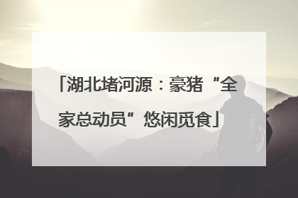 湖北堵河源：豪猪“全家总动员”悠闲觅食