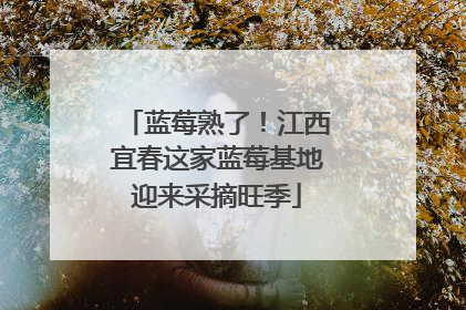 蓝莓熟了！江西宜春这家蓝莓基地迎来采摘旺季