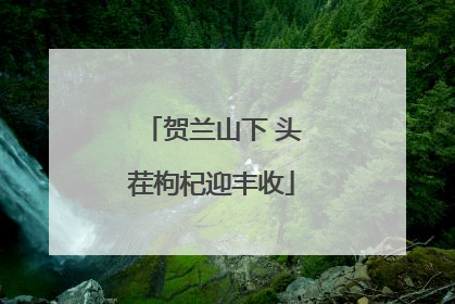 贺兰山下 头茬枸杞迎丰收