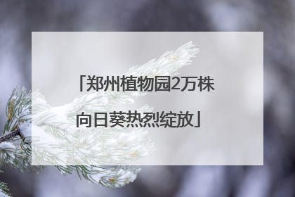 郑州植物园2万株向日葵热烈绽放