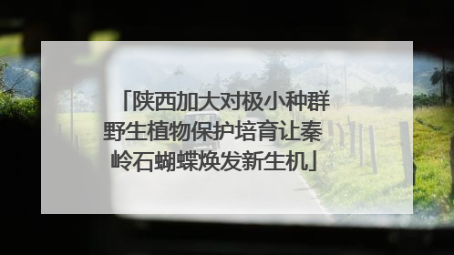 陕西加大对极小种群野生植物保护培育让秦岭石蝴蝶焕发新生机