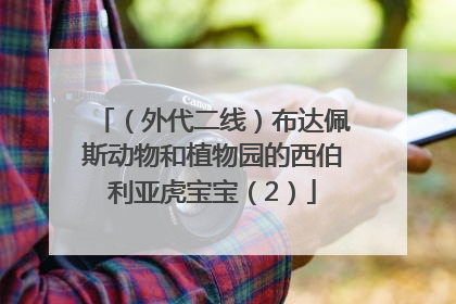 （外代二线）布达佩斯动物和植物园的西伯利亚虎宝宝（2）